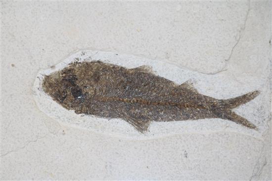 An Eocene fossil fish specimen, 40 million years old overall 41.5 x 59cm